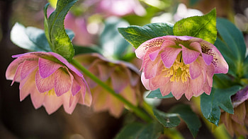Rare Hellebore Flowers, pink, petals, hellebore, nature, flowers HD wallpaper