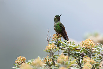 Viridian Metaltail (metallura williami), Animal, hummingbird HD wallpaper