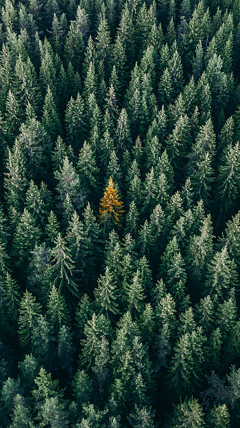 Forest, Trees View HD phone wallpaper