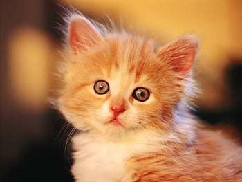 LET THERE BE PEACE ON EARTH, ADORABLE, CUTE, KITTY, LOVEABLE HD wallpaper