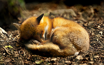 Animals, Fox HD wallpaper