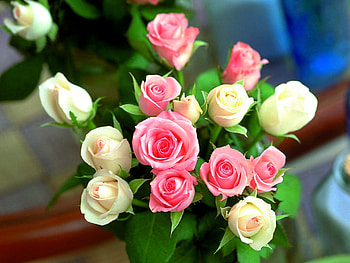 Roses for Jeannie, friendship, bouquet, roses, graphy HD wallpaper
