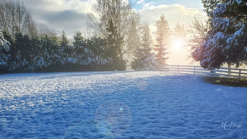 Tuesday Morning, winter, light, Washington, snow, trees HD wallpaper