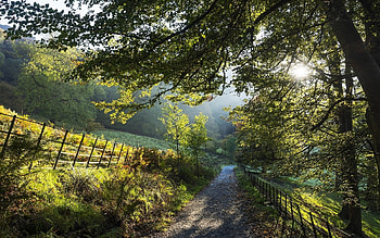 Summer Path, sunshine, fence, path, grass, tree HD wallpaper