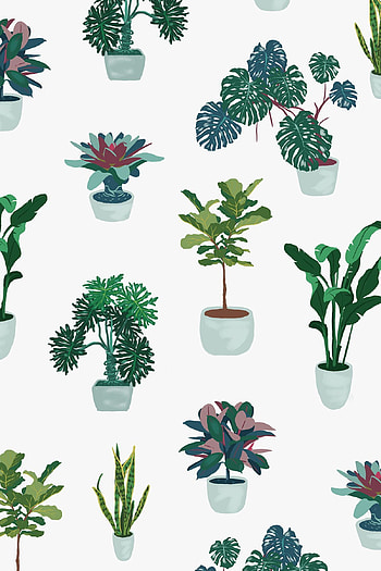 Tropical Houseplants for s, houseplant, artistic, plant, greenery, home decor HD phone wallpaper
