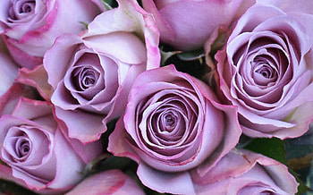 Purple rose, fresh, flowers HD wallpaper