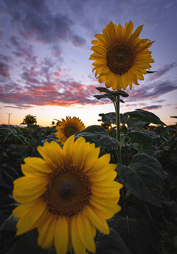 Flowers, Sunflowers, Bloom, Flowering, Field HD phone wallpaper