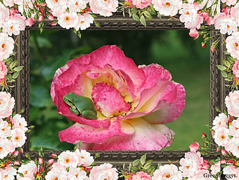 LITTLE FROG ON ROSE, FLOWER, FROG, ROSE HD wallpaper