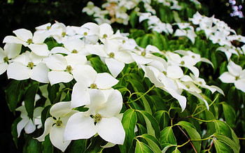 beautiful white flowers, garden, white, flowers, green HD wallpaper