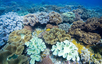 Animals, Multicolored, Motley, Surface, Underwater World, Seaweed, Algae HD wallpaper