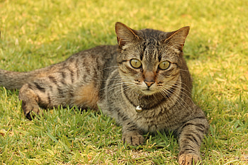 Animals, Grass, Cat, Lies, Striped, Collar, Bell, Bubencher HD wallpaper