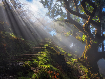 Sun rays, fantasy, light, green, luminos, sun, forest, ray, tree HD wallpaper