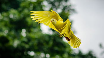 A vivid yellow dove soaring with wings spread wide, captured mid-flight against a lush green background. HD wallpaper
