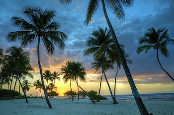 Palm Trees on Tropical Beach at Sunset, Nature, Sunsets, Beaches, Palm Trees HD wallpaper
