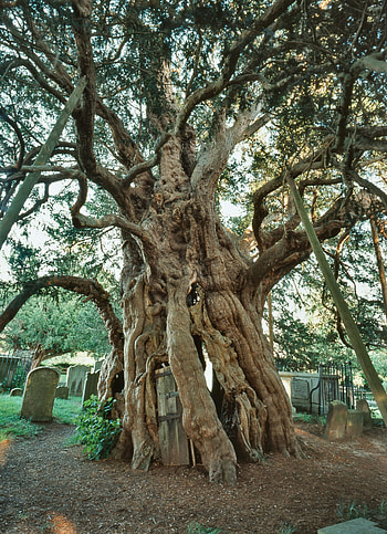 Brief history, Britain's ancient yews, Yew tree HD phone wallpaper