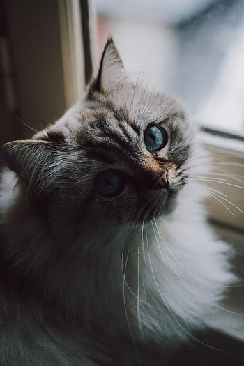 Animals, Cat, Fluffy, Pet, Sight, Opinion HD phone wallpaper