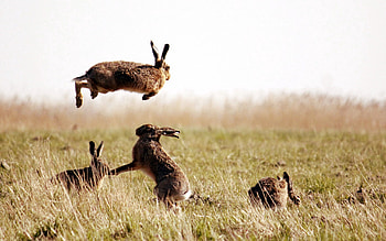 Animals, Grass, Field, Bounce, Jump, Hares HD wallpaper