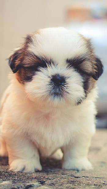 Shih Tzu, Puppies HD phone wallpaper