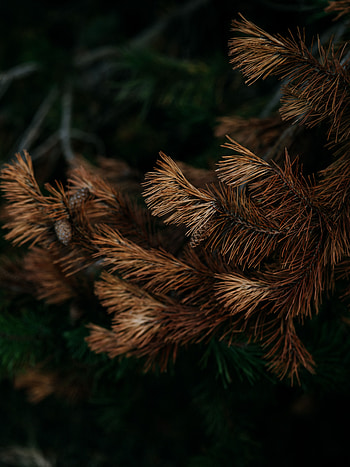 Nature, Pine, Branch, Needles, Dry, Cone, Bump HD phone wallpaper