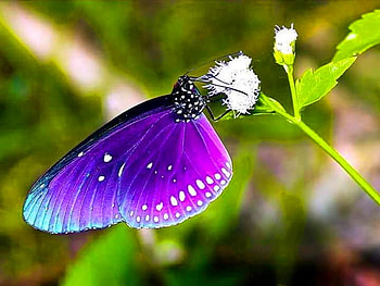 Touch of blue, blue, purple, wings, butterfly HD wallpaper