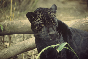 Black Jaguar, cat, black, large, jaguar HD wallpaper