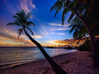 Sunset with palm trees, Palm trees, Sunset, Sea, Trees, Beach, Waves HD wallpaper