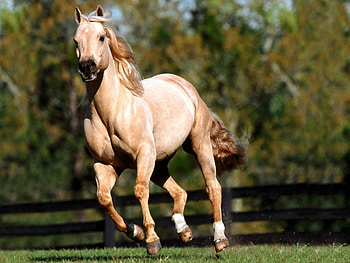 Animals, Horses HD wallpaper