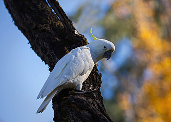 Sulfur-crested cockatoo, Stunning , Nature beauty HD wallpaper
