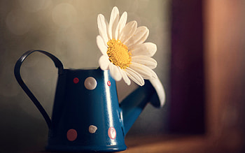 metal watering can with chamomile, blue metal watering can, flower in a pot, chamomile, white flower HD wallpaper