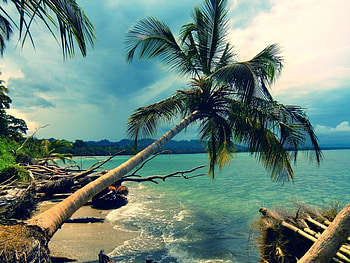 Landscape, Sea, Clouds, Beach, Palms HD wallpaper