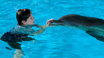 Social media buzz, Dolphin Tale 2 movie review, Movie industry news, Dolphin tale sequel HD wallpaper