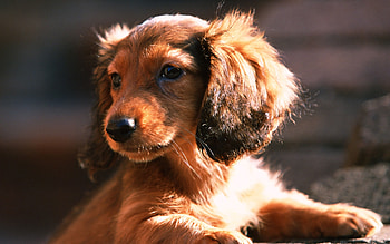Animals, Dogs HD wallpaper