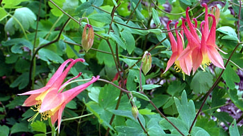 Akelei (Columbine), garden, flowers, columbine, akelei HD wallpaper