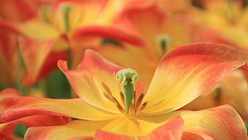 LILLIES, PETALS, LEAVES, NATURE, COLORS HD wallpaper