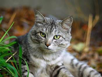 Green eye cat, animal, kitten, cute, cat, pet HD wallpaper