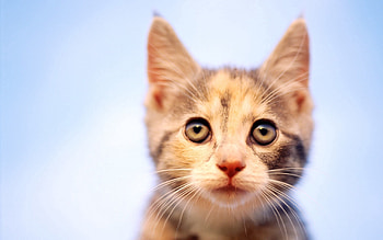 Animals, Kitty, Kitten, Muzzle, Spotted, Spotty, Curiosity, Observation HD wallpaper