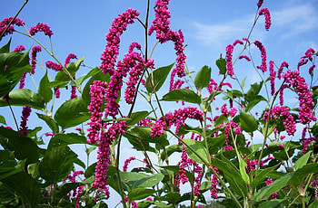 Flowers, Sky, Pink, Greens, High HD wallpaper
