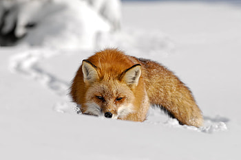 red fox approaching, winter, approaching, snow, red, nature, fox HD wallpaper