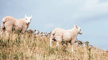 que sheep , Calm and serene backgrounds, Beautiful wooly creatures, Nature's wonders HD wallpaper