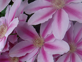 flowers 2, spring, color, close up, flower HD wallpaper