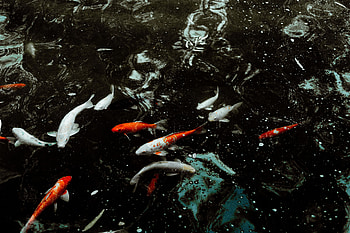 Animals, Water, Fishes, Swimming HD wallpaper