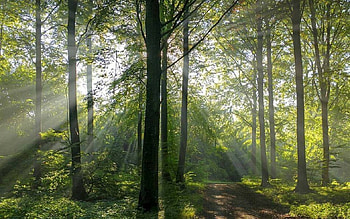 Forest, trees, sunbeams, path HD wallpaper