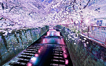 Landscape, Rivers, Asia, Sakura HD wallpaper