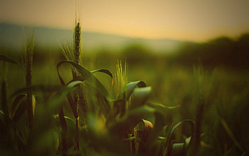 Grass, Macro, Dark, Branch, Shadow HD wallpaper