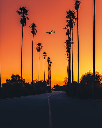A stunning sunset with silhouetted palm trees and an airplane flying overhead, creating a dramatic scene. HD phone wallpaper