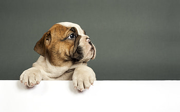Bulldog puppy, High-resolution , , Stunning details HD wallpaper