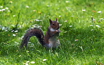 Animals, Squirrel, Food, Grass, Stroll HD wallpaper