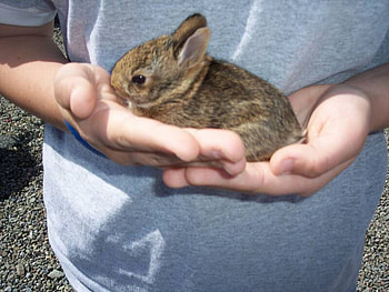 baby bunny, bunny, pets, baby, cute, easter, spring, hand HD wallpaper