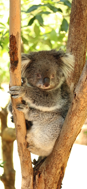 Best koala , koala backgrounds, Koala beauty at its finest, Digital masterpieces HD phone wallpaper