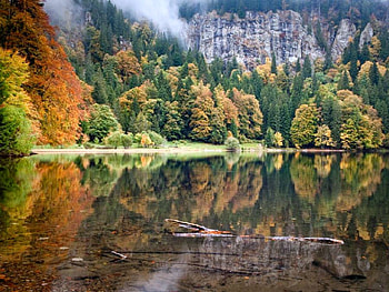 Trees Reflection, trees, cool, reflection HD wallpaper